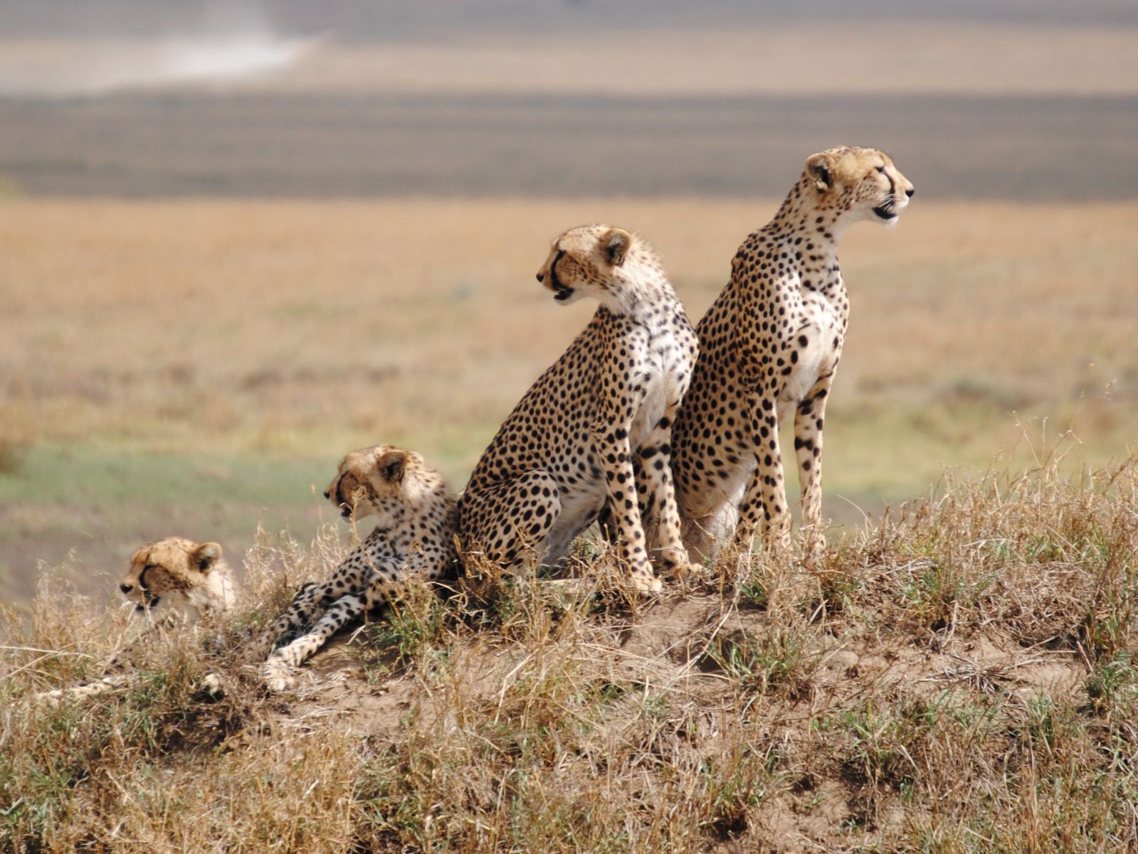 Tarangire